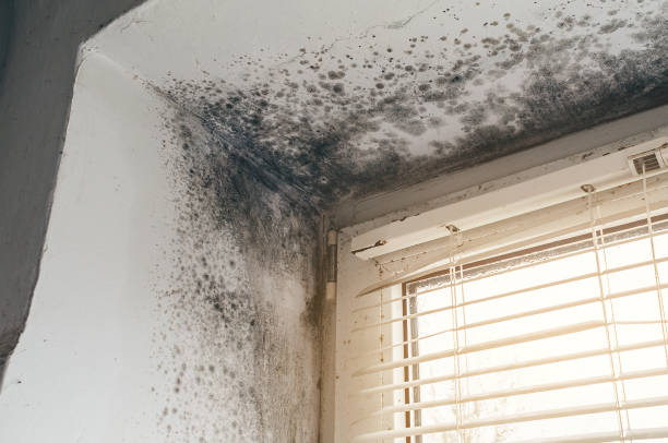 Affordable Basement Mold Removal solutions in Hamel, MN